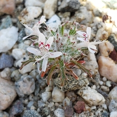Loeseliastrum schottii