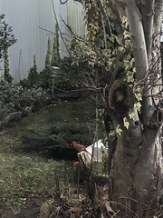 Cardinalis cardinalis