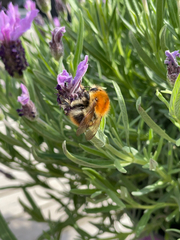 Bombus pascuorum
