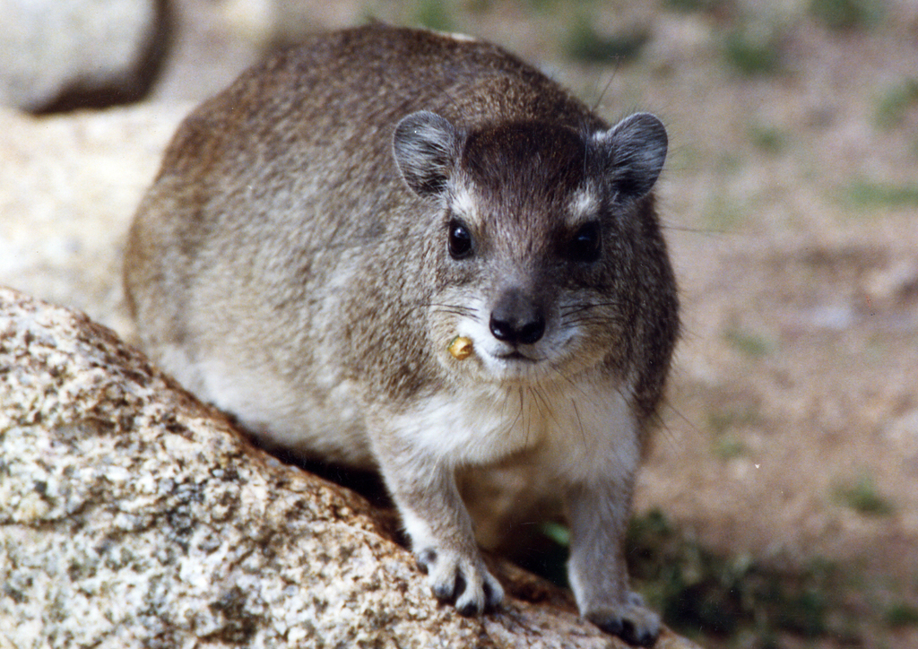 Bush Hyraxes (Heterohyrax) - Know Your Mammals