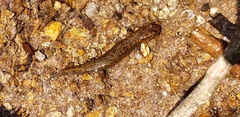 Desmognathus kanawha