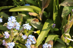 Bombylius major