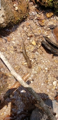 Desmognathus kanawha