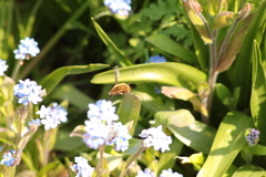 Bombylius major
