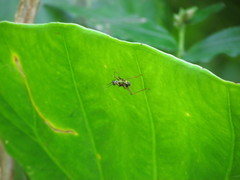 Phylloscyrtus amoenus