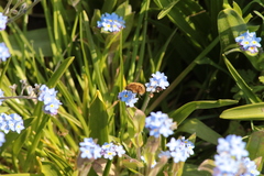 Bombylius major