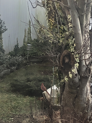 Cardinalis cardinalis