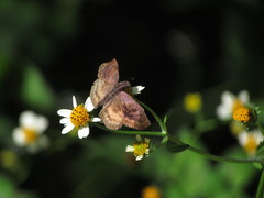 Theagenes dichrous