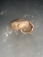Guppya sterkii