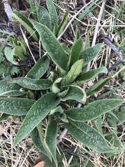 Symphytum officinale