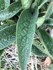 Symphytum officinale