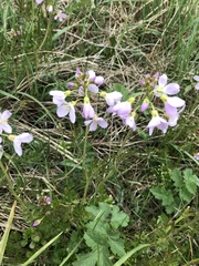 Cardamine pratensis