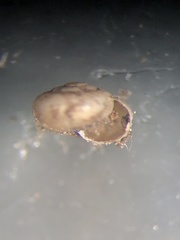 Guppya sterkii