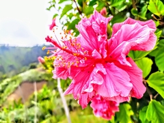 Hibiscus rosa-sinensis