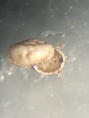 Guppya sterkii