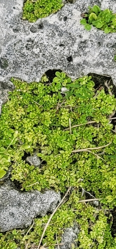 Urticaceae image