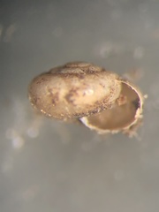 Guppya sterkii