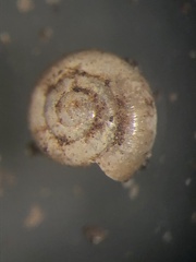 Guppya sterkii
