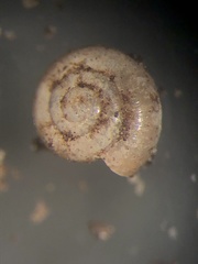 Guppya sterkii