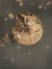 Guppya sterkii