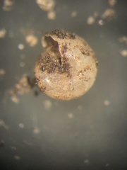Guppya sterkii