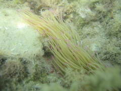 Anemonia viridis