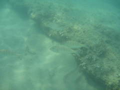 Lithognathus mormyrus