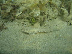 Gobius incognitus
