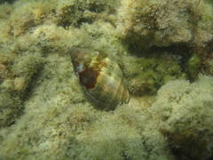 Stramonita haemastoma