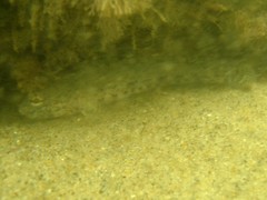 Gobius incognitus