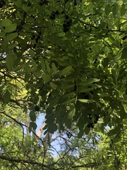 Styphnolobium affine