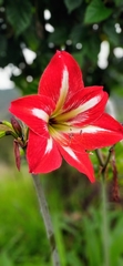 Hippeastrum vittatum