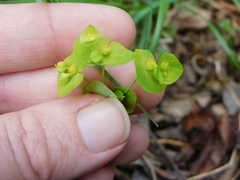 Euphorbia ouachitana