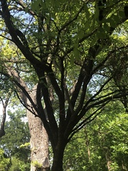 Styphnolobium affine