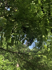 Styphnolobium affine