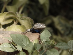 Sceloporus bulleri