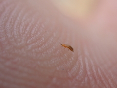 Frankliniella