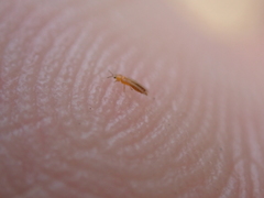 Frankliniella