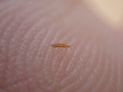 Frankliniella