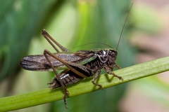 Metrioptera brachyptera