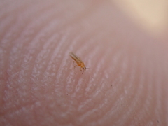 Frankliniella