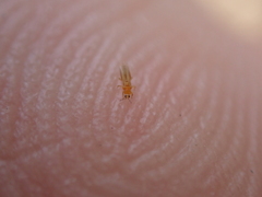 Frankliniella