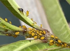 Aphis nerii image