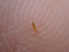Frankliniella