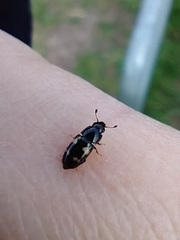 Glischrochilus quadriguttatus