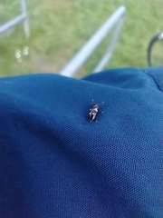 Glischrochilus quadriguttatus