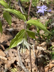 Prosartes maculata