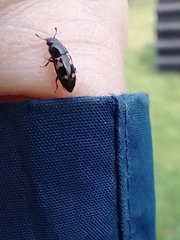 Glischrochilus quadriguttatus