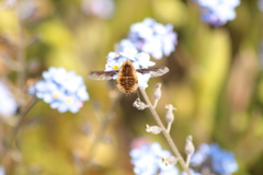 Bombylius major
