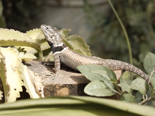 Buller's Spiny Lizard